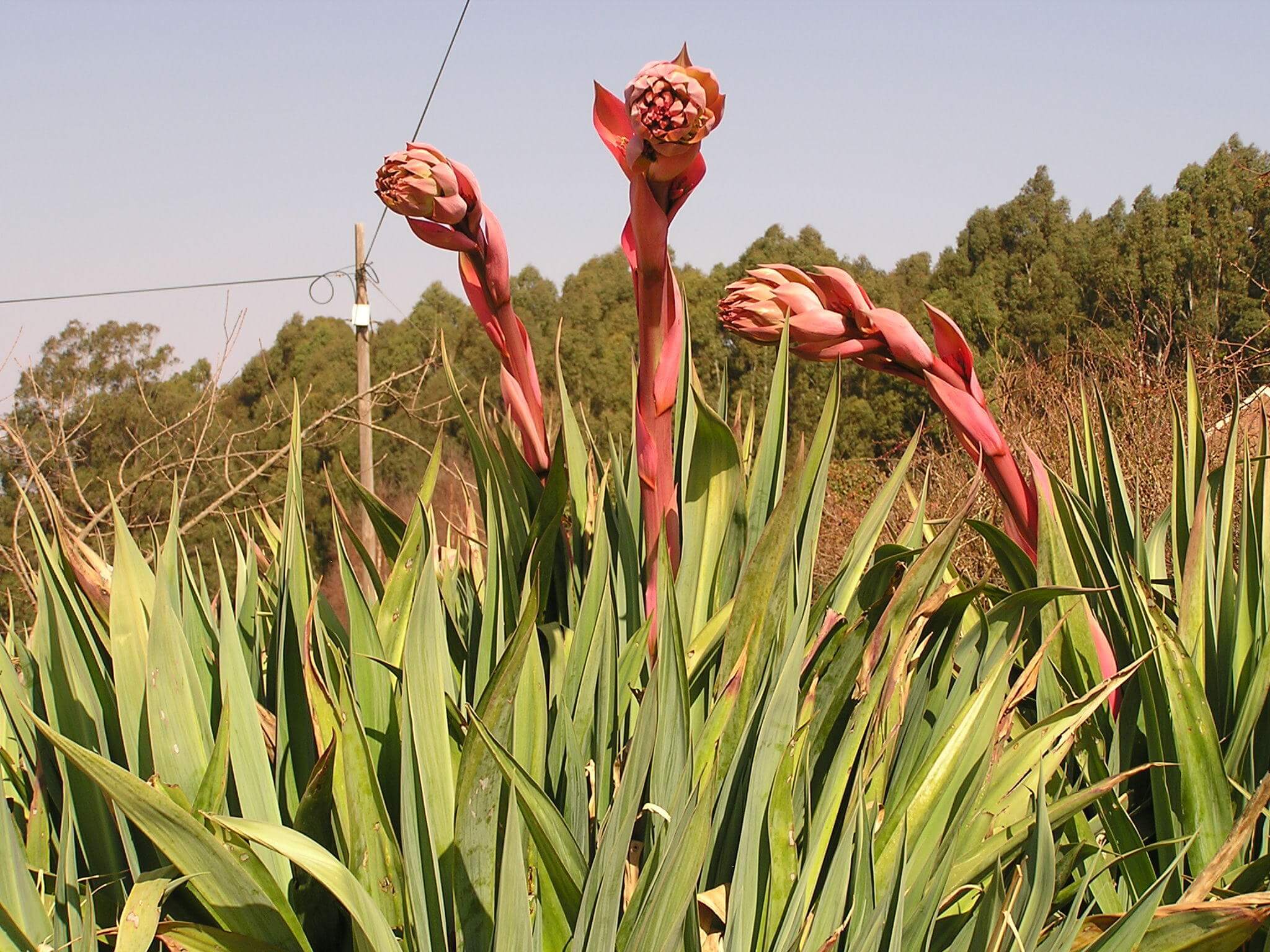 Beschorneria yuccoides